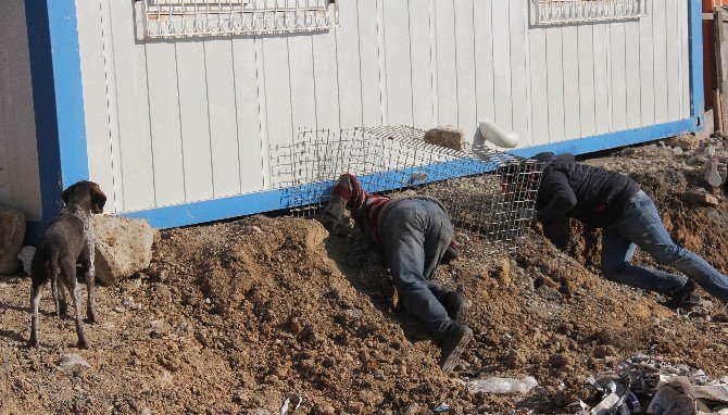 Nesli Tükenme Tehlikesinde Olan "Saz Kedisini" Kurtarma Operasyonu