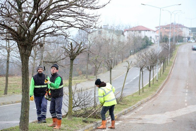 Başiskele’de Ağaçlara Bakım Çalışması