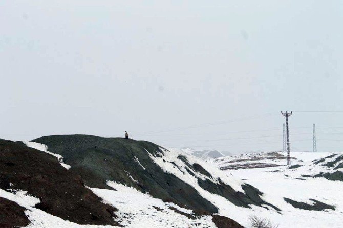 Akbabalar Foto Kapana Yakalandı