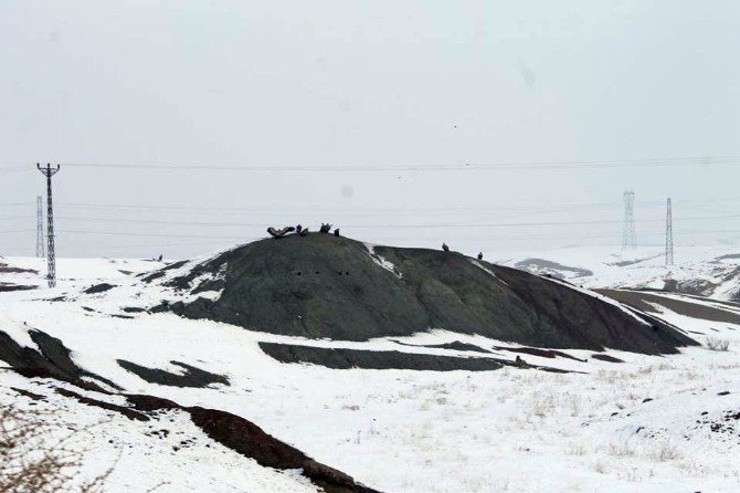 Akbabalar Foto Kapana Yakalandı