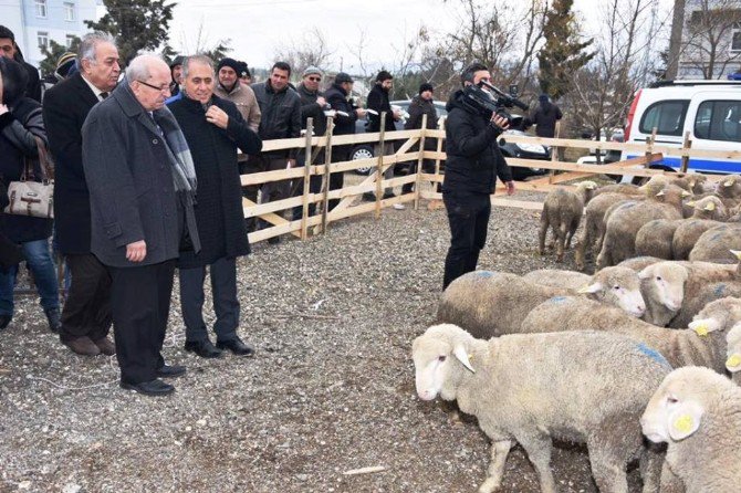 Koyun Yetiştiricilerine Damızlık Koç Dağıtıldı