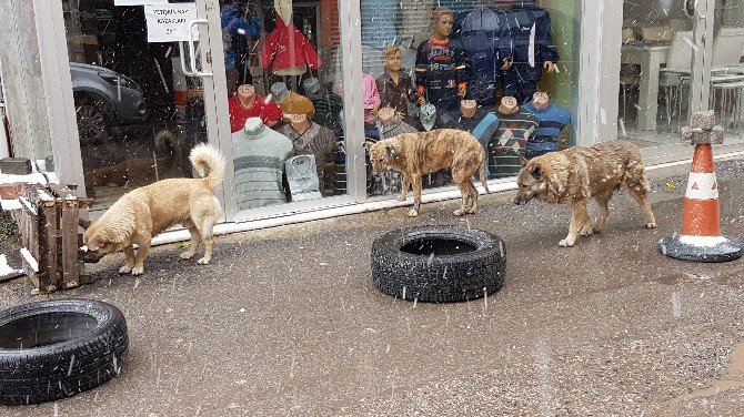 Sokak Köpeklerini Döven Şahıs: "Özür Dilerim, Bana Kumpas Kurdular"