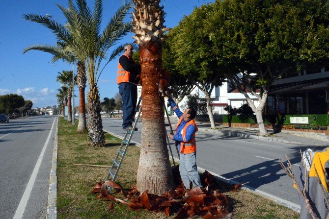 Manavgat Belediyesinden Ağaçlara Kış Bakımı