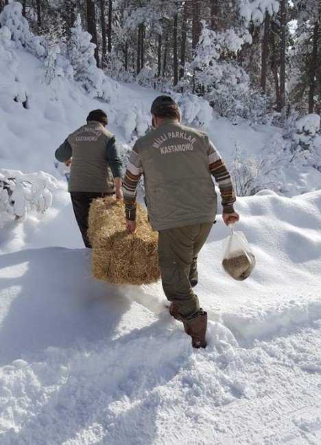 Tosya’da Yaban Hayvanları Unutulmadı