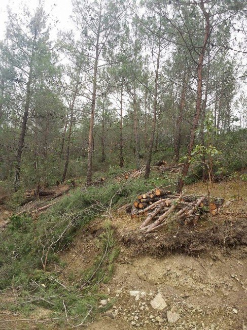 Vezirköprü’de Ormanlara Sıklık Bakım Operasyonu