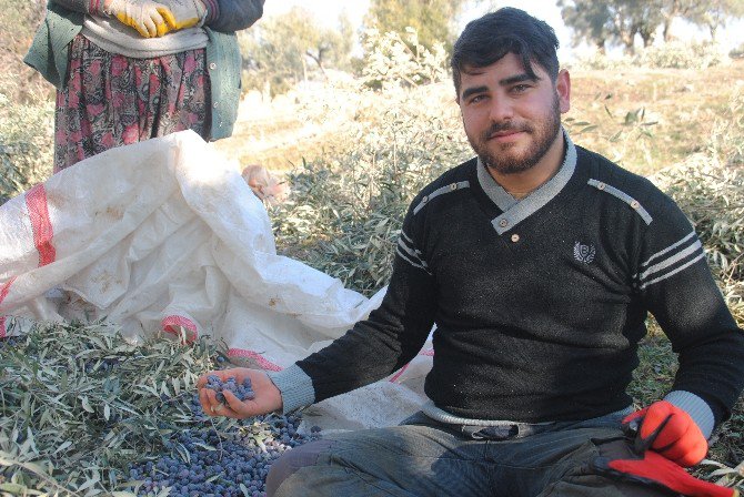 Kaymakam Adayı, Zeytin Topluyor