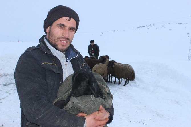 Gebe Hayvan Yüklü Kamyonet Şarampole Düştü