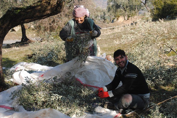 Kaymakam Adayı, Zeytin Topluyor