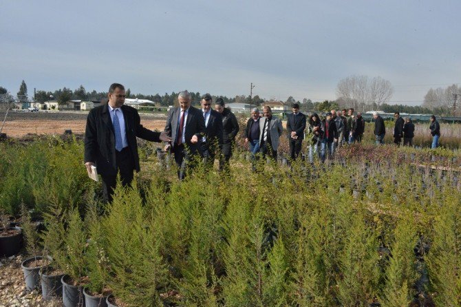 Mersin Orman Bölge Müdürlüğü Fidanlıkları, Belediyelere De Fidan Desteği Verecek