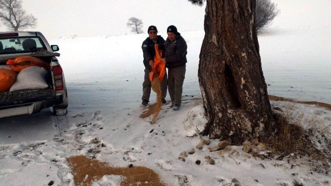 Yaban Hayvanlarına 32 Ton Yem Bırakıldı