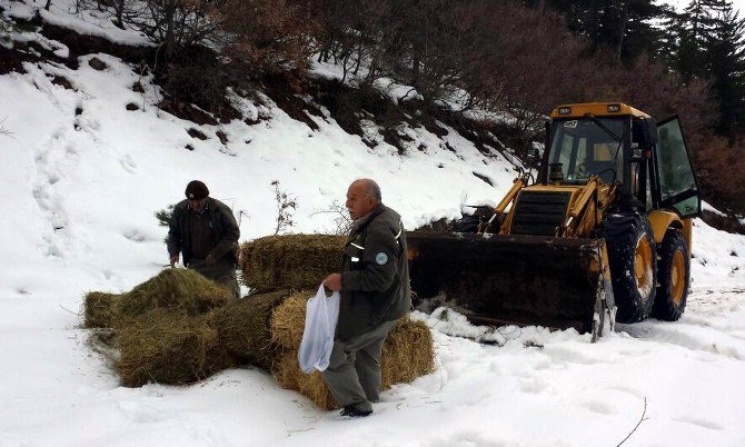 Yaban Hayvanlarına 32 Ton Yem Bırakıldı