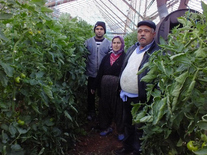 Seralara Kamyon Kamyon Kömür Taşıyorlar