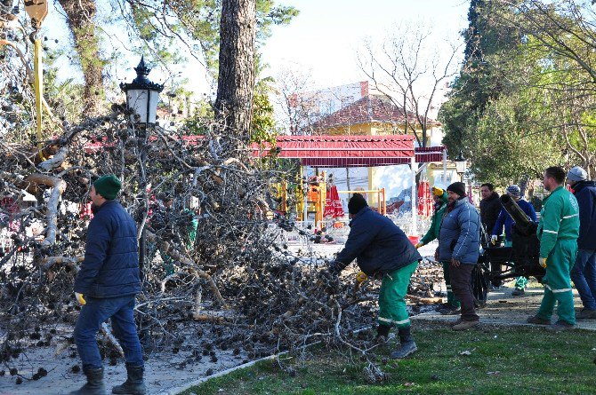 Milas’ta 100 Yıllık Ağaçlar Kesildi