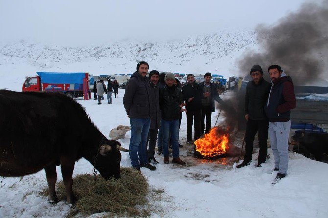 Kamyon Kasasında Hayvan Pazarı