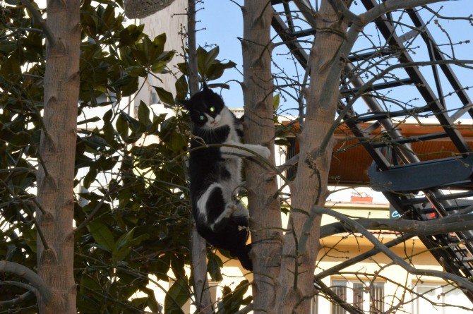 Manisa’da Kedi Kurtarma Operasyonu