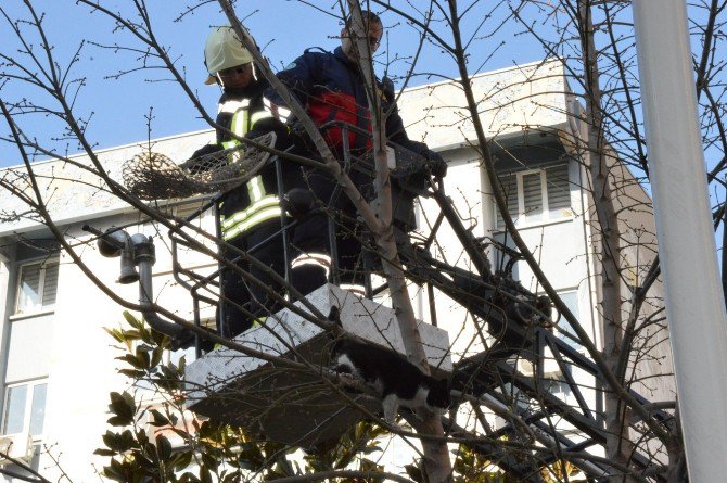 Manisa’da Kedi Kurtarma Operasyonu