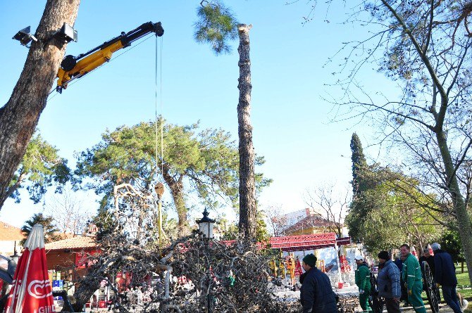 Milas’ta 100 Yıllık Ağaçlar Kesildi