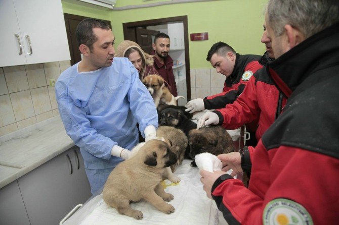 Odunpazarı Hayvan Sağlık Merkezi, Kütahya’dan Getirilen 11 Yavru Köpeğe Kucak Açtı