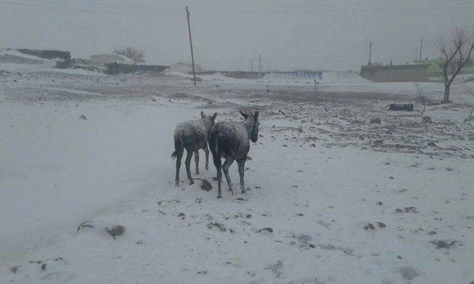 Şanlıurfa’da Eşekler Dondu