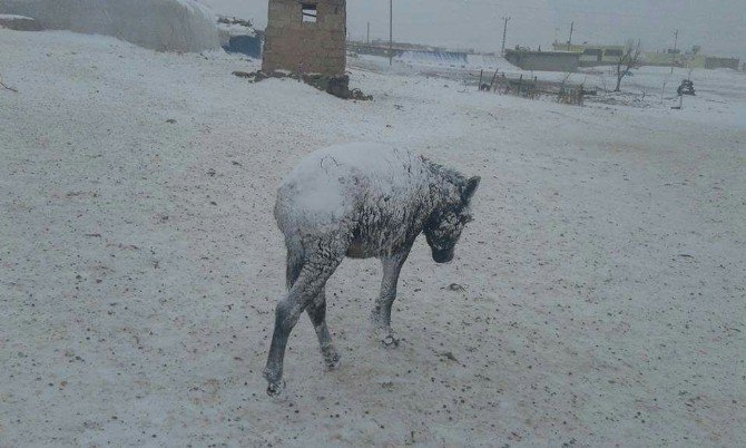 Şanlıurfa’da Eşekler Dondu