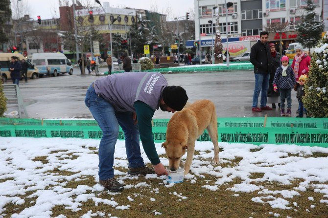 Sokak Hayvanlarına Yem Bırakıldı