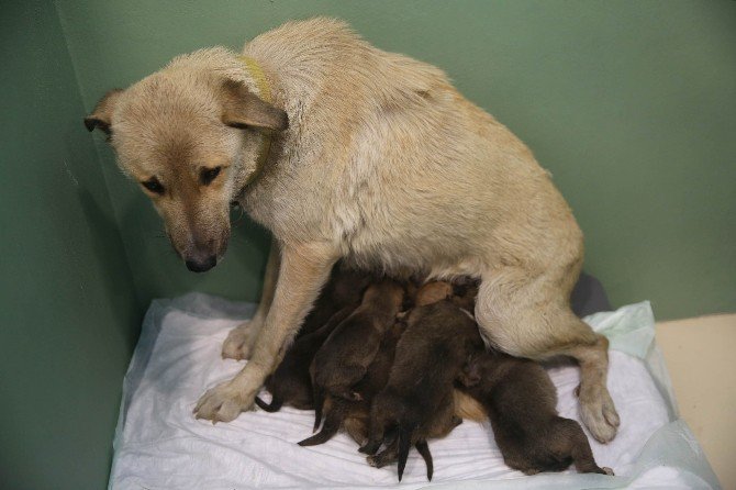 Fedakar Köpek 9 Yavruya Hayat Verdi