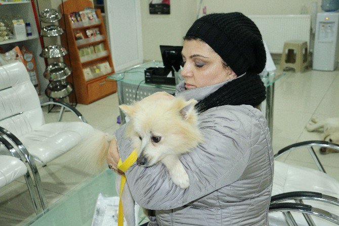 Çaldıkları İddia Edilen Köpeği Veterinere Götürünce Polise Yakalandılar