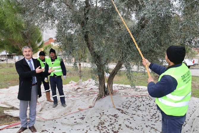 Parklardaki Zeytin Ağaçları Muhtacın Sofrasına Lezzet Katıyor