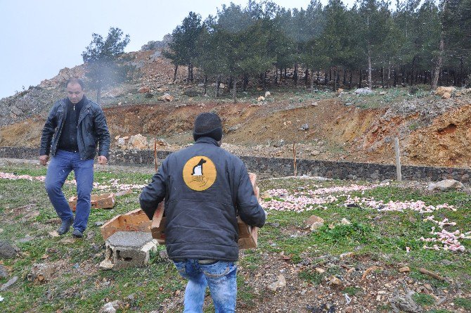 Aracın Çarptığı Yaralı Köpek, Hayvan Ambulansı İle Hastaneye Kaldırıldı