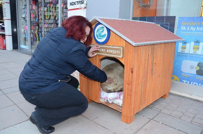 O Köpek İçin Kent Konyesi’nden Özel Kulübe