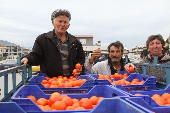 Domates Üreticileri Zor Günler Geçiyor