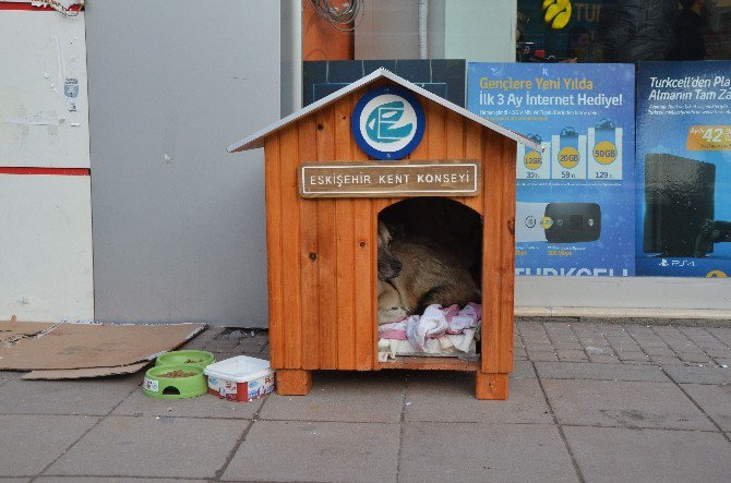 O Köpek İçin Kent Konyesi’nden Özel Kulübe