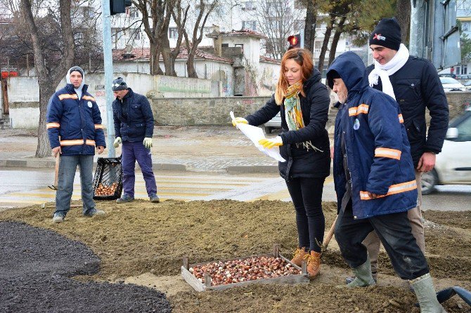 Lapseki’de 50 Bin Adet Lale Dikimi