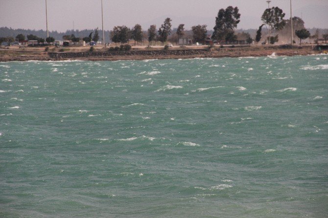 Adana’da Rüzgar Ağaçları Kökünden Söktü