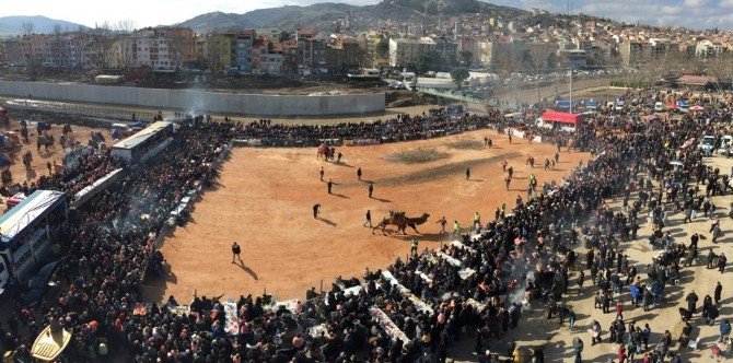 Yılın En Büyük Deve Güreşi, 5 Şubat’ta Biga’da