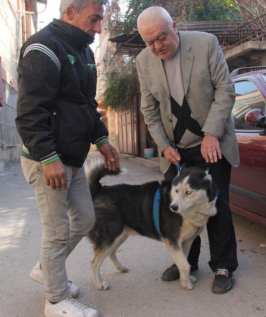 Bulunan Köpek Kendi Köpeği Çıkmayınca Hayal Kırıklığına Uğradı