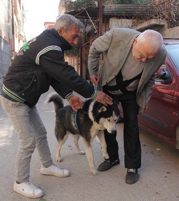 Bulunan Köpek Kendi Köpeği Çıkmayınca Hayal Kırıklığına Uğradı