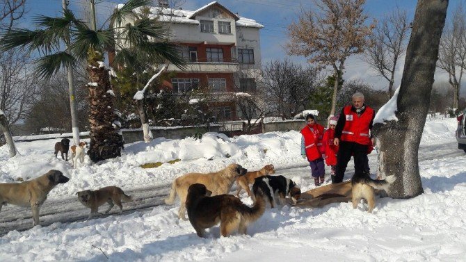 Alaçam Kızılayı Sokak Hayvanlarını Unutmadı