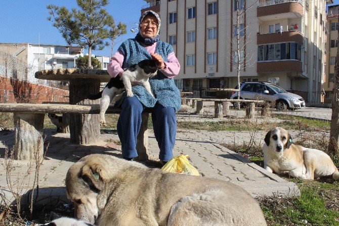 Saldırıya Uğrayan Hayvansever Teyze Konuştu