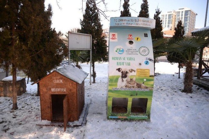 Sokak Hayvanlarının Yeni Yuvaları