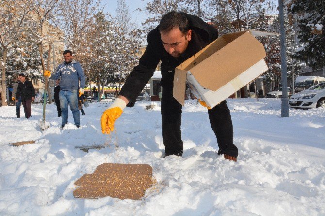 Hayvanlar İçin Doğaya Yem Bırakıldı