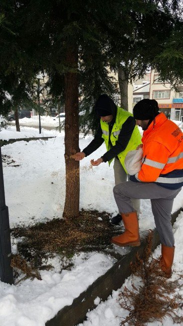 Trabzon’da Hayvanlar İçin Yemleme İstasyonları Oluşturuldu