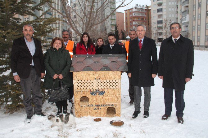 Beyaza Bürünen Elazığ’da Sokak Kedileri ‘Ev’lendi