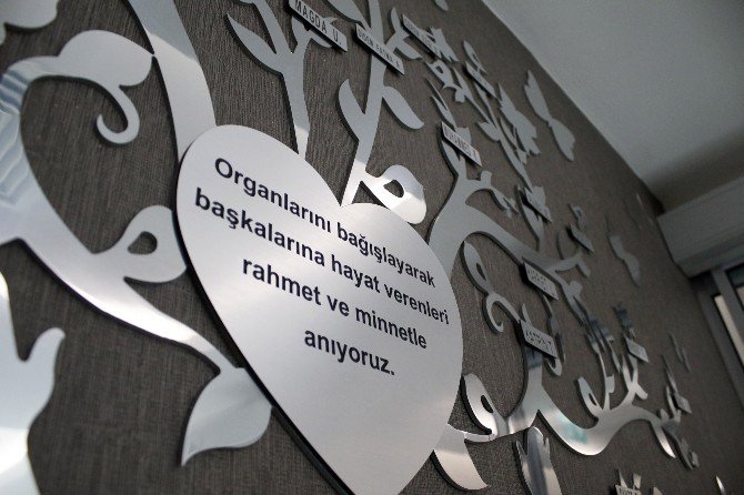 Organ Naklinin "Yaşam Ağacı"