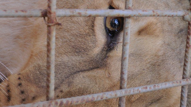 Darıca’da Doğan Türkiye’nin İlk Üçüz Aslanları Antalya’ya Gönderildi