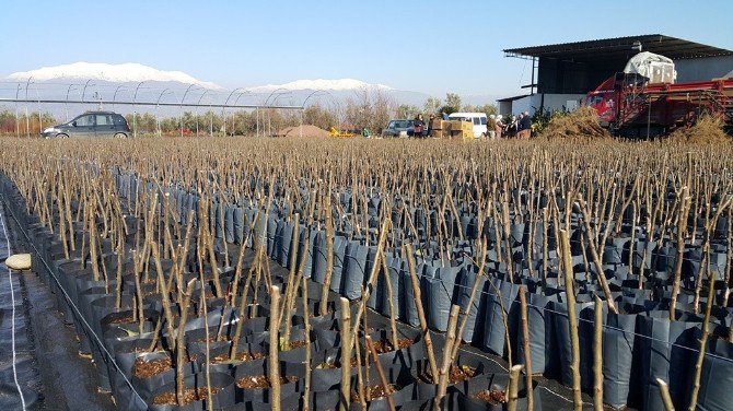 Fidan Yetiştirmekte Zorlanıyorlar