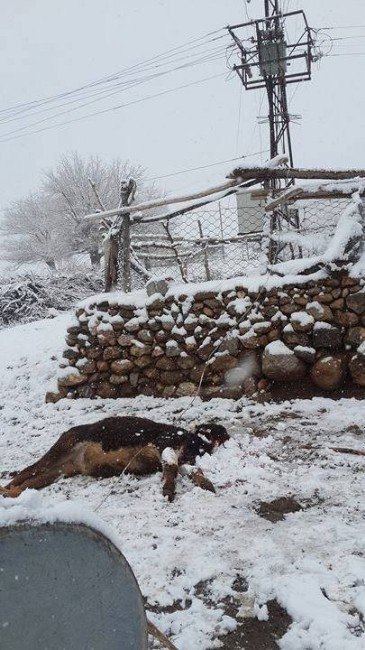 Kopan Elektrik Hattı İneği Telef Etti