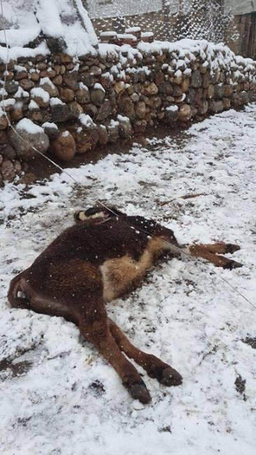 Kopan Elektrik Hattı İneği Telef Etti