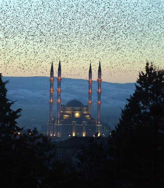 Kuşların Gün Batımındaki Etkileyici Dansı