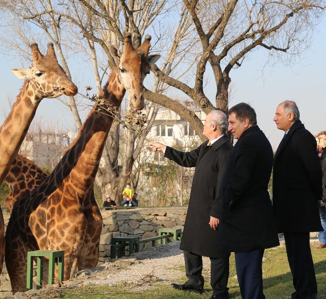 Ala Zürafaları Besledi